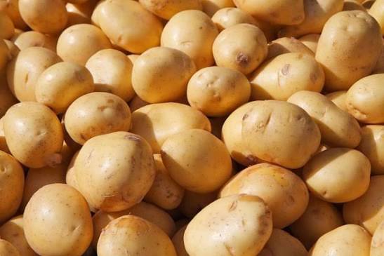 Chandramukhi potato (alu)