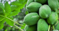 Raw Papaya (Kacha Pepe)