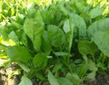 Spinach (Palak Sekh)