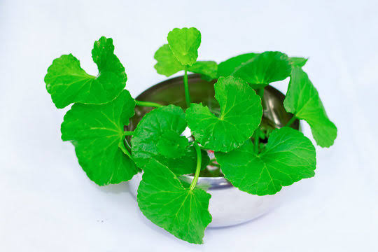 Thaanakuni pata