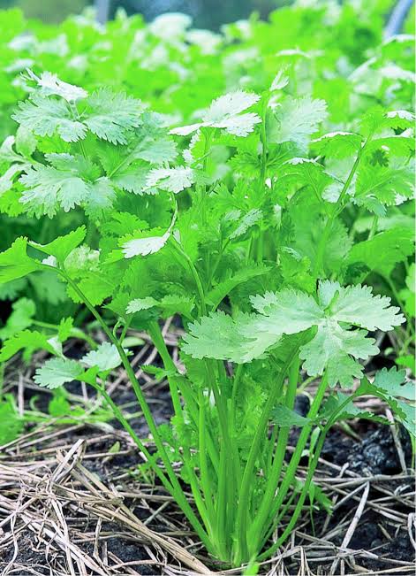 Coriander Bunch(Dhaniya Patti)
